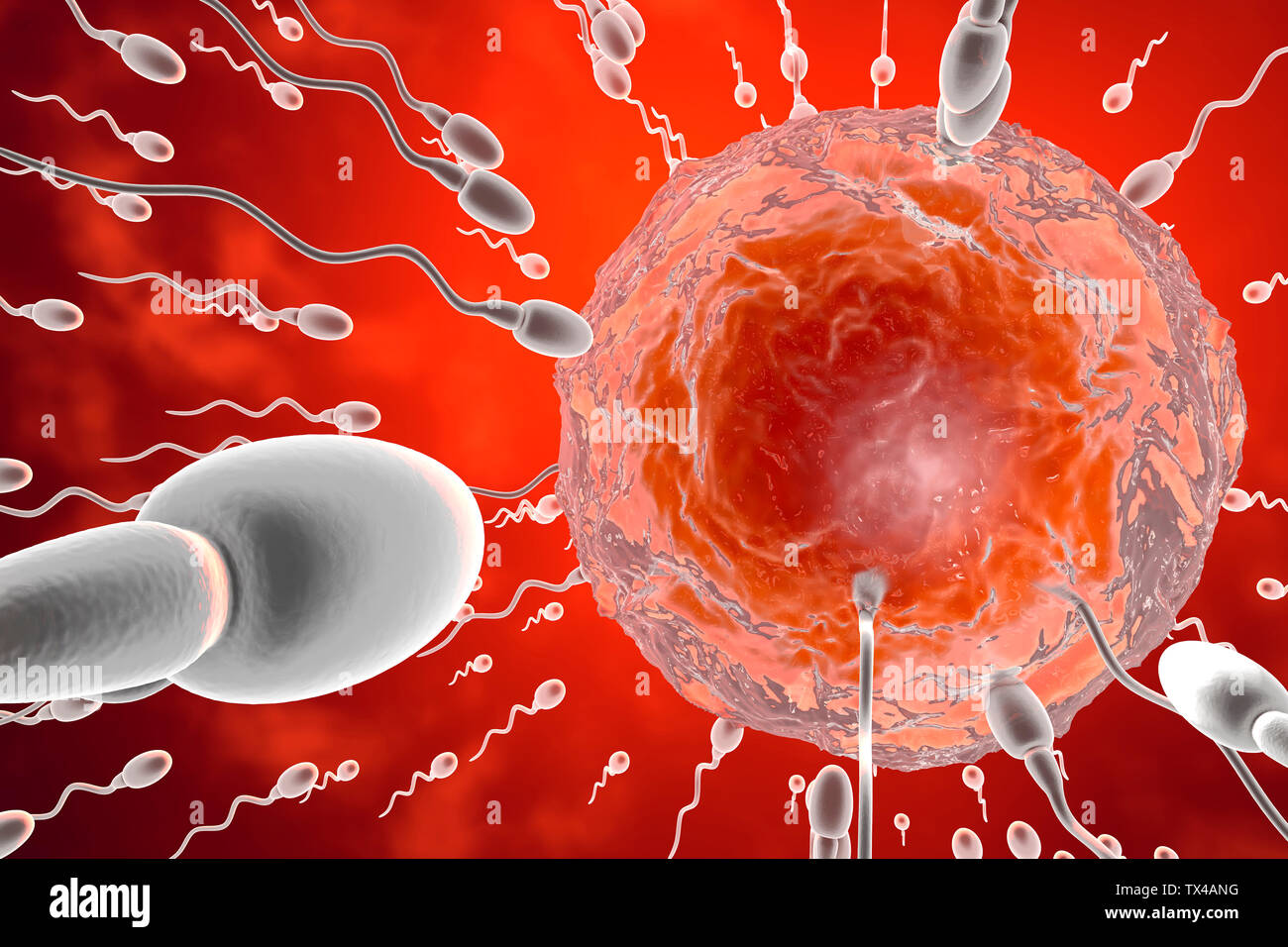 3D reso illustrazione, visualizzazione di cellule spermatiche racing ad un uovo per concimare Foto Stock