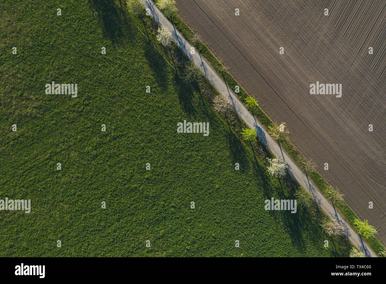 Campi e ciliegi in fiore in primavera, vista aerea Foto Stock Campi e ciliegi in fiore in primavera, vista aerea Foto Stock