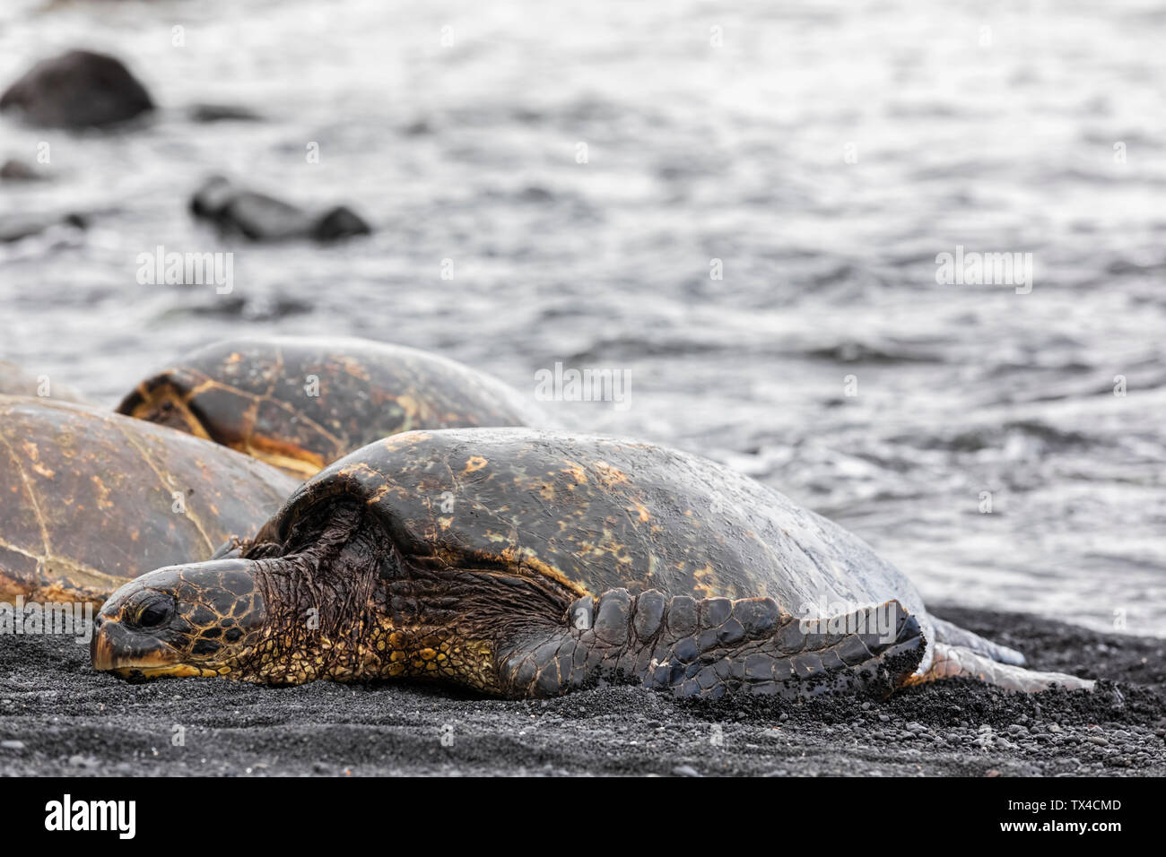 Stati Uniti d'America, Hawaii, Big Island, tartarughe marine verdi su Punalu'u spiaggia di sabbia nera Foto Stock