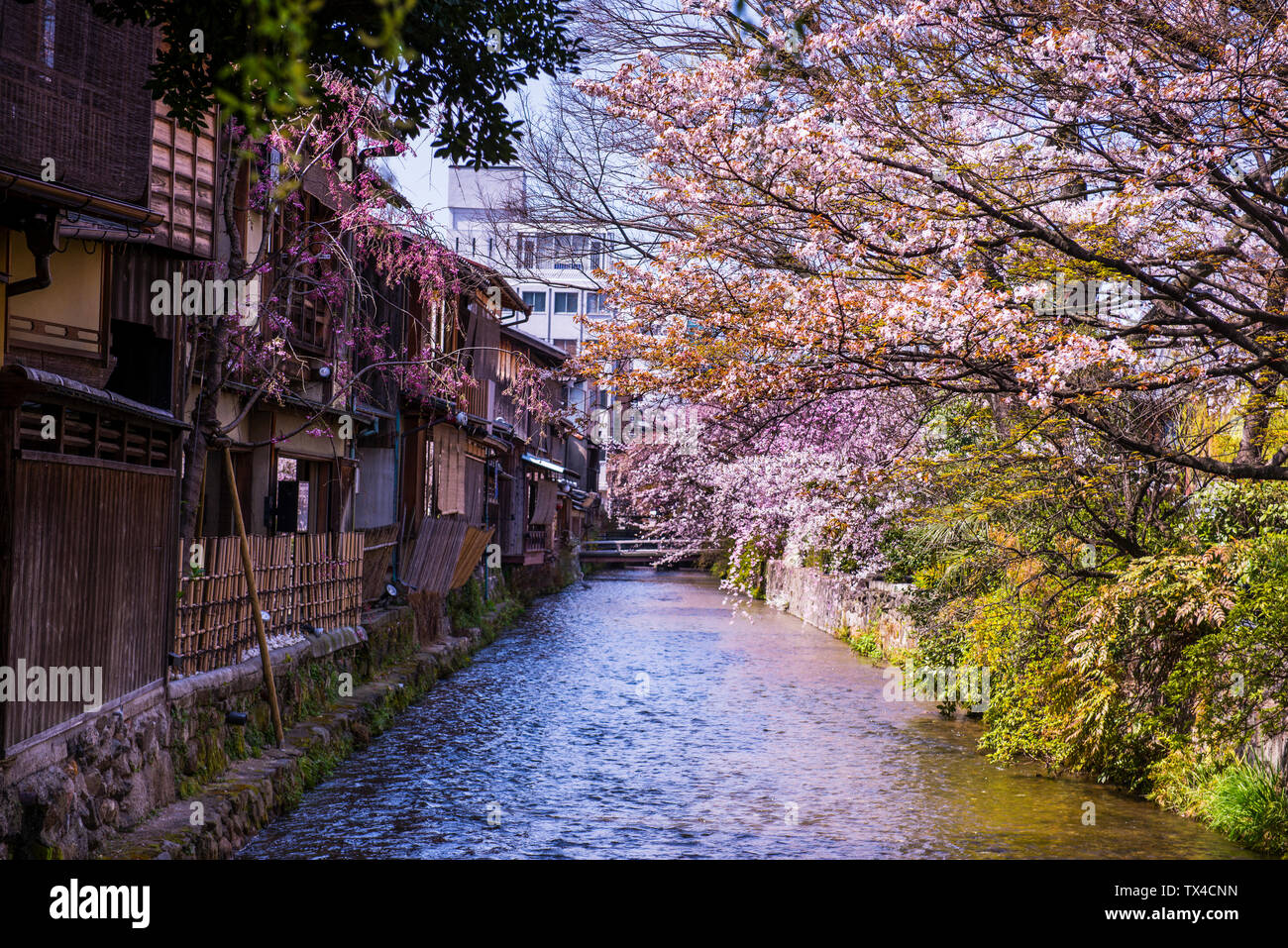 Giappone, Kyoto, Gion, case tradizionali di un fiore di ciliegio a Fiume Foto Stock