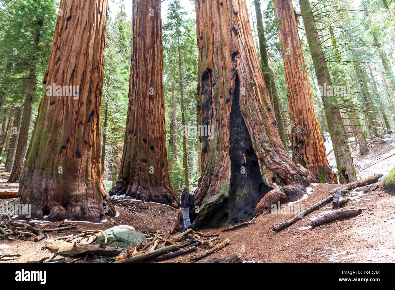 parco nazionale di sequoia california stati uniti