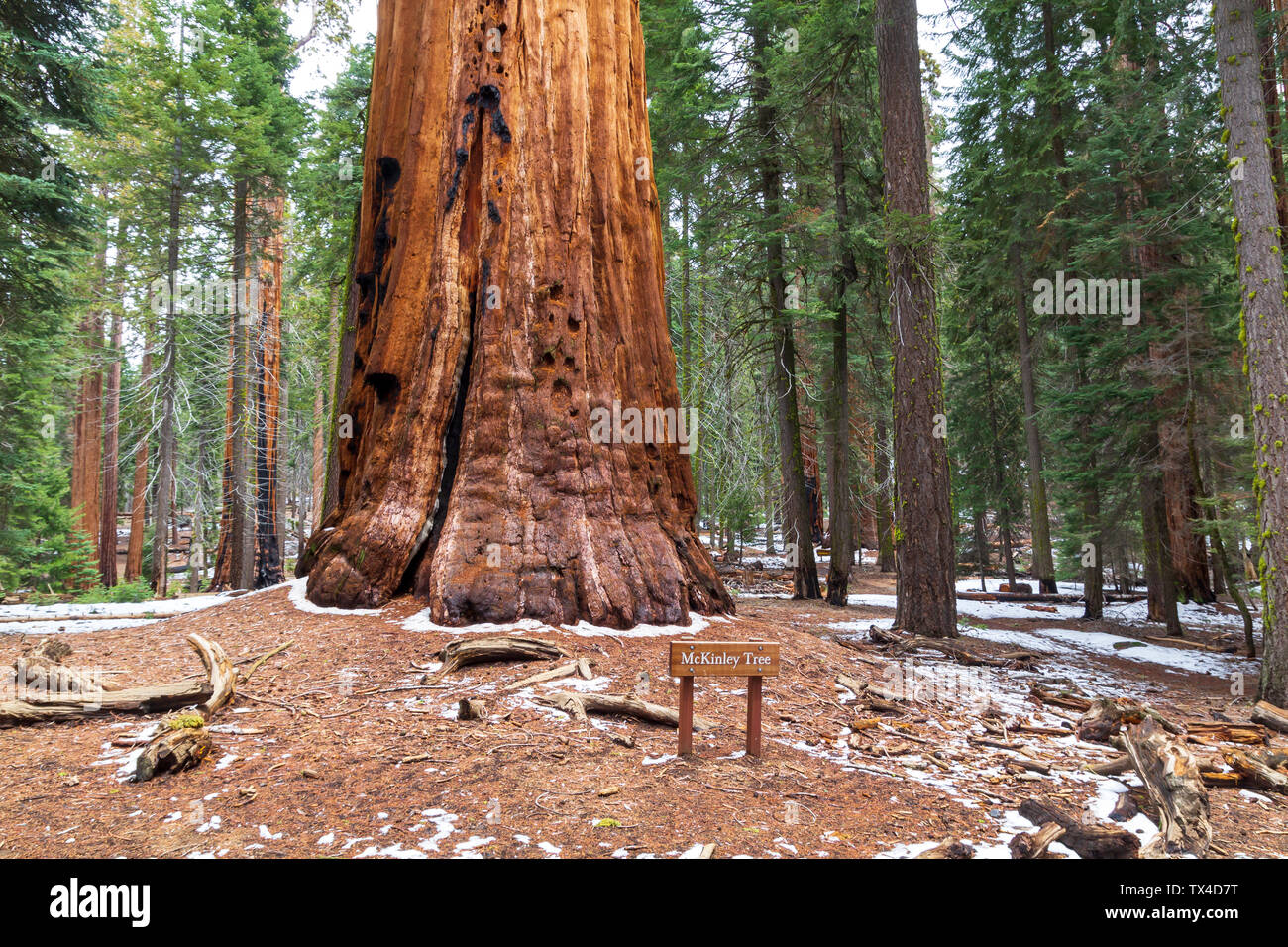 McKinley albero, una sequoia gigante a Sequoia National Park, Stati Uniti Foto Stock