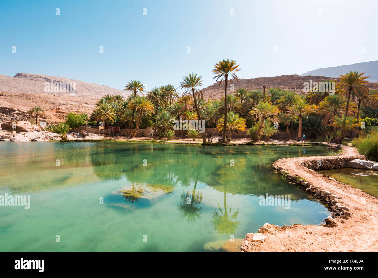 Arabia, Sultanato di Oman, palme nel Wadi Bani Khalid Foto Stock