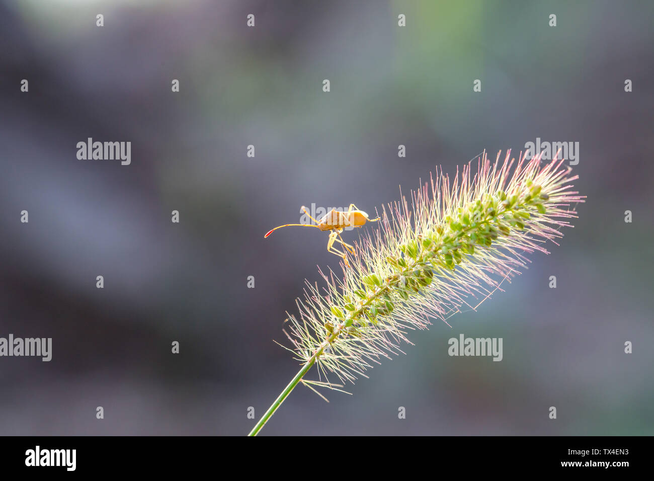 Insetti Foto Stock