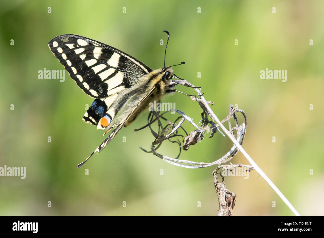 Coda forcuta farfalla - Papilio machaon britannicus - Maggio 2019, con ala rovinata, Rockland paludi Riserva Naturale, Norfolk, Inghilterra, Regno Unito Foto Stock