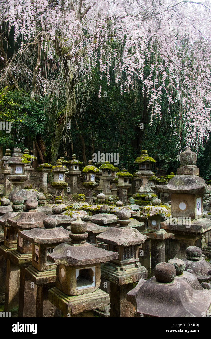 Giappone, Kansai, Nara, lotti di toro lanterne di pietra nel patrimonio mondiale dell'Unesco Foto Stock