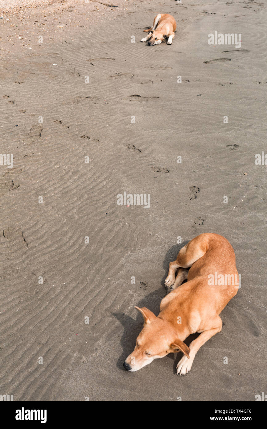 Oman, Sur, cani di dormire sulla spiaggia Foto Stock