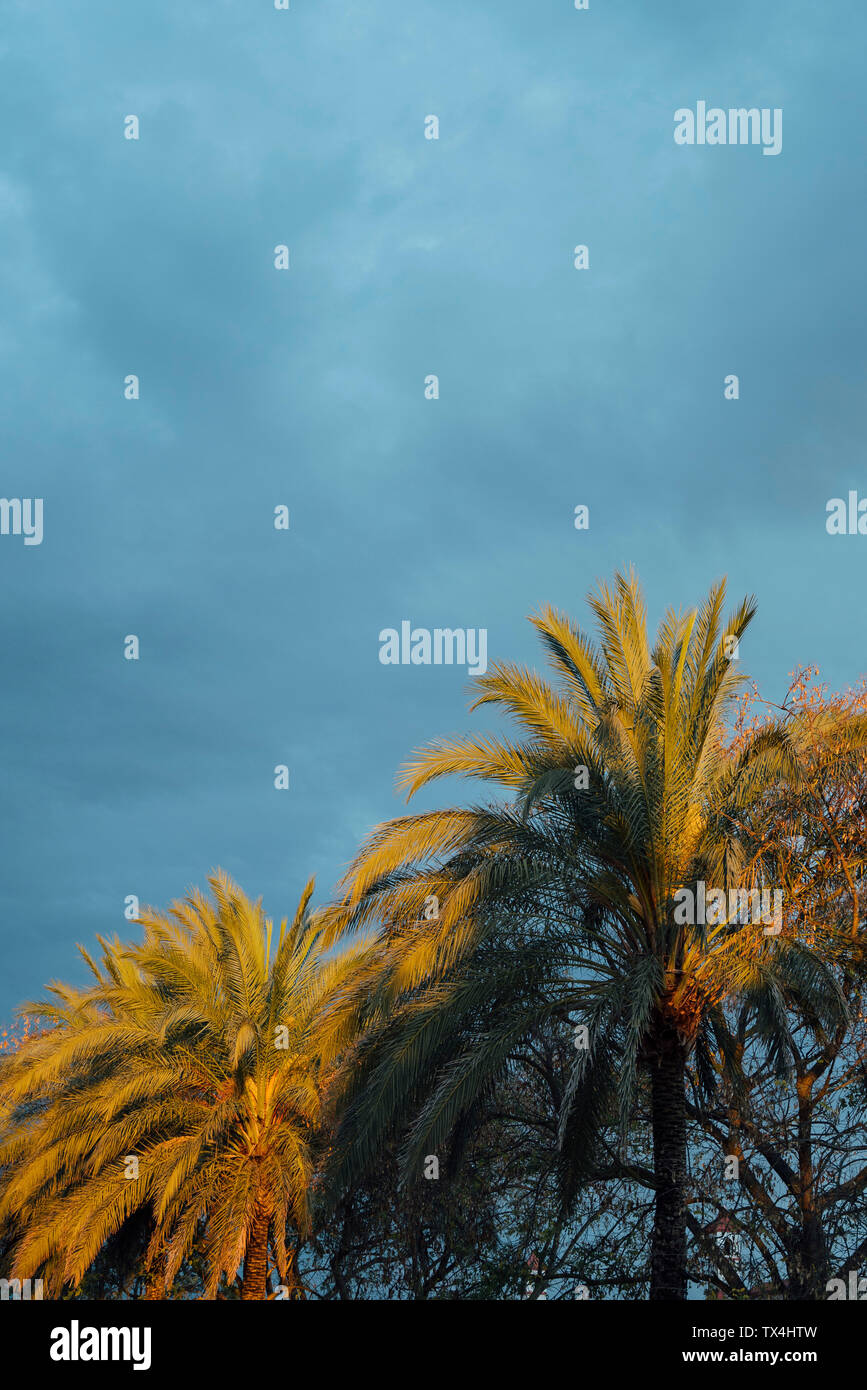 Palme da cocco al tramonto con il cielo nuvoloso, Huelva, Spagna Foto Stock