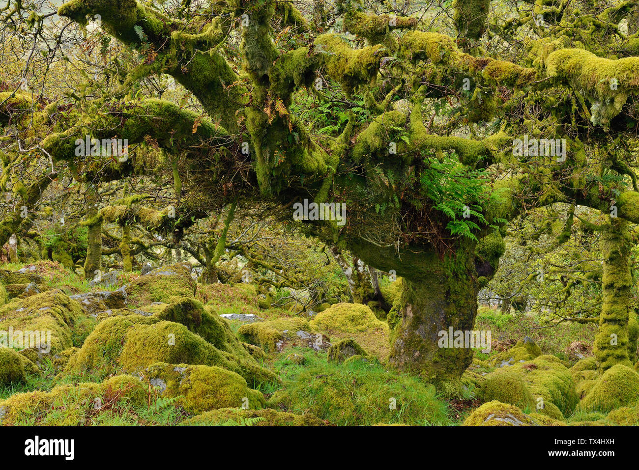 Regno Unito, Inghilterra, Parco Nazionale di Dartmoor, alberi e massi di granito sono ricoperta con moss Foto Stock