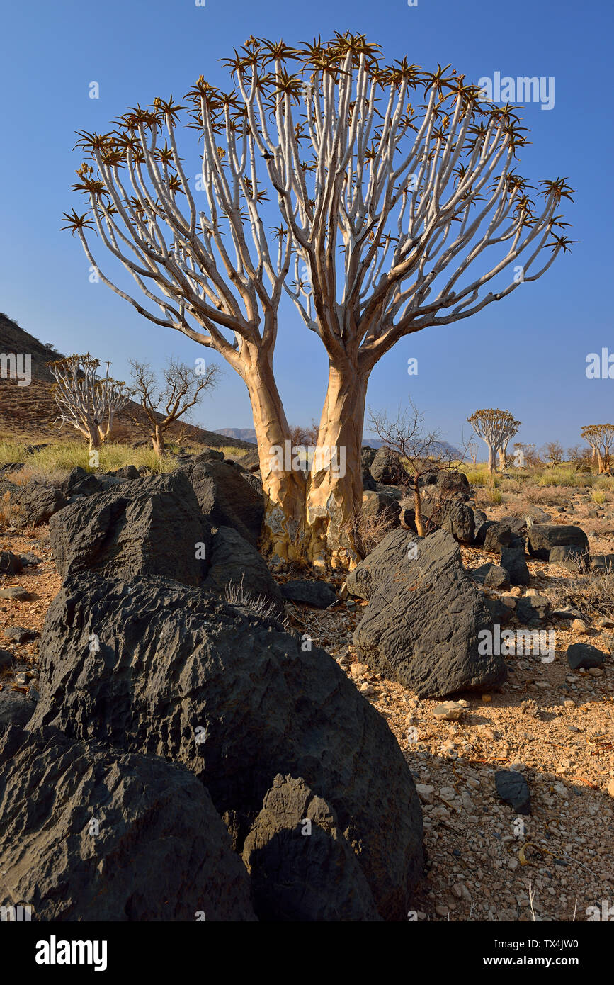Africa, Namibia, Namib Naukluft mountains, Namib Desert, Quiver tree, Aloe dichotoma Foto Stock