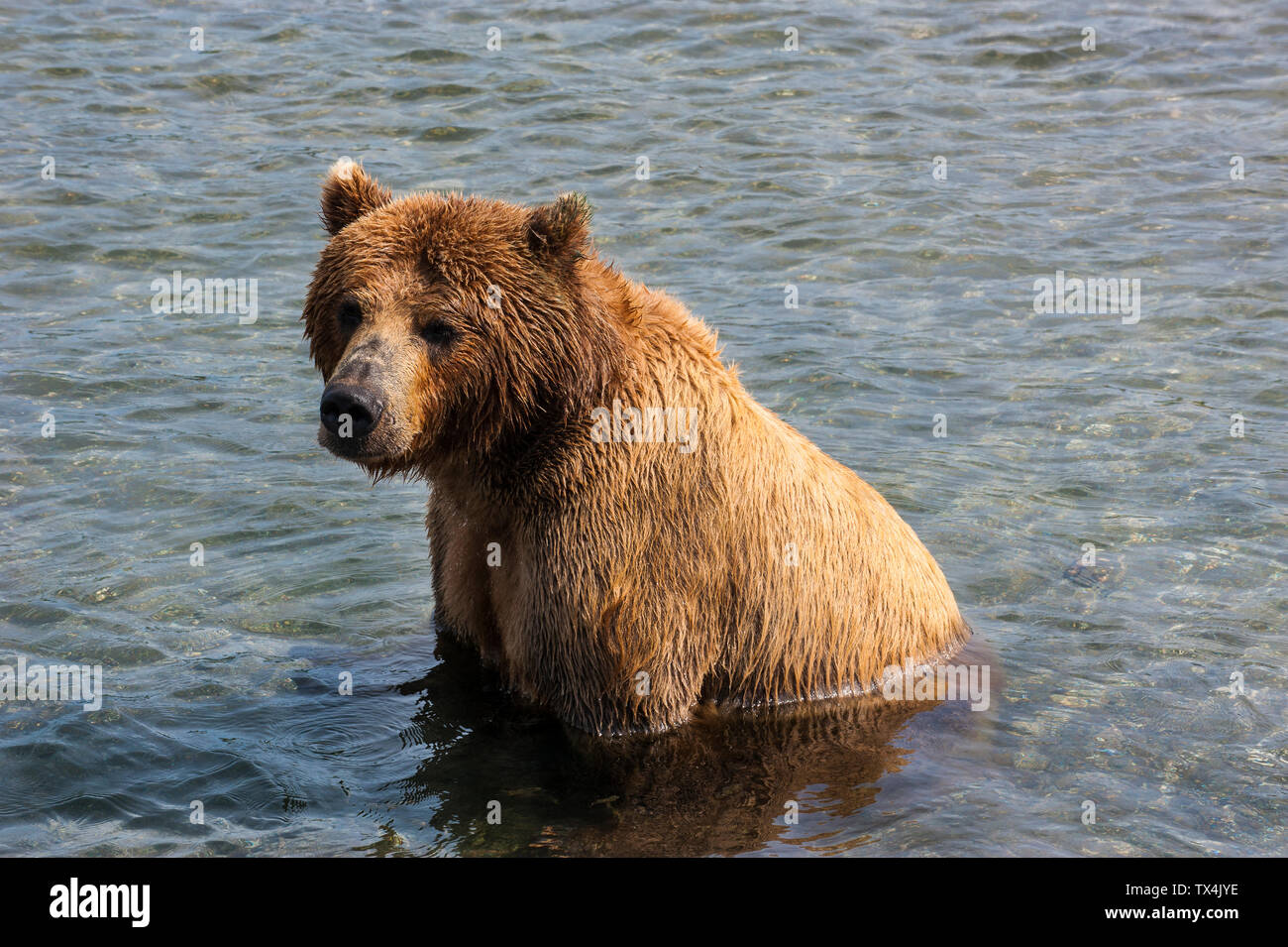 Russia, Kamchatka, Kurile lago, Kamchatka l'orso bruno (Ursus arctos beringianus Foto Stock