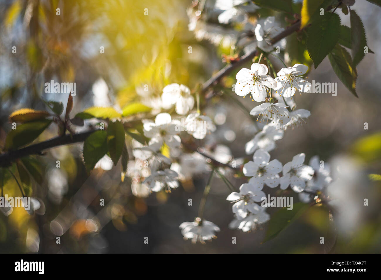 Cherry Tree blossom Foto Stock