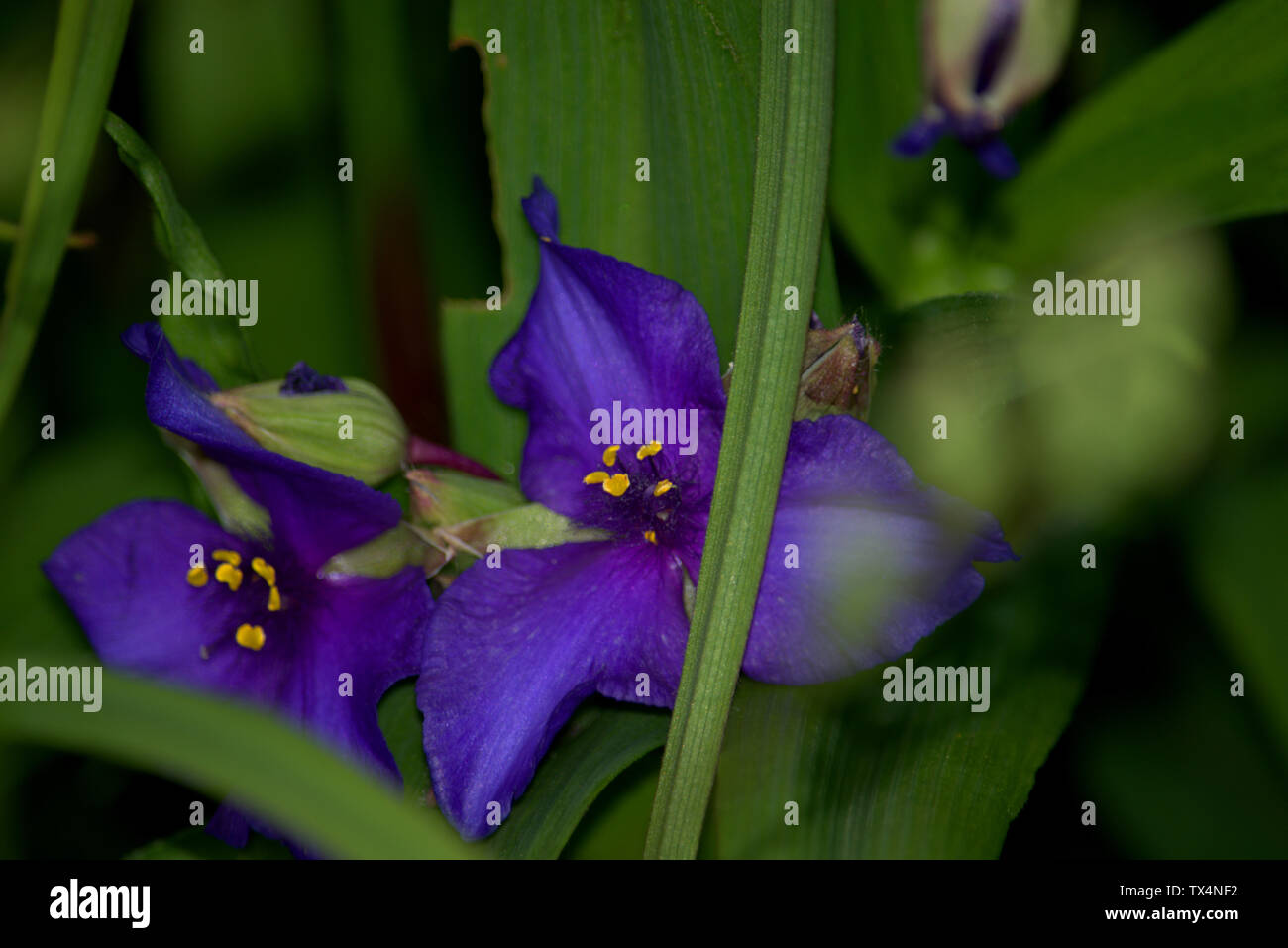 Tradescantia viola fiori Foto Stock