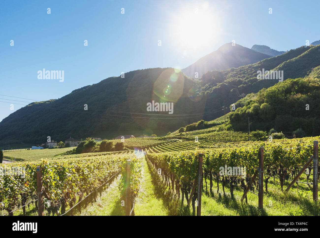 L'Italia, Alto Adige, Ueberetsch, vigneti con uve blu nella luce del sole Foto Stock