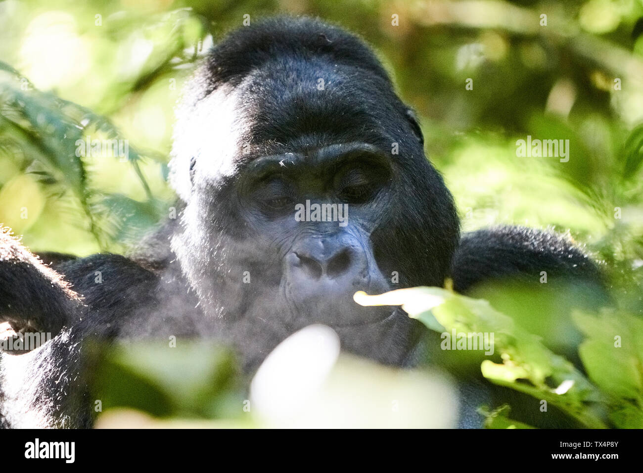 Africa, Uganda, Foresta impenetrabile di Bwindi, ritratto di un argento gorilla indietro Foto Stock