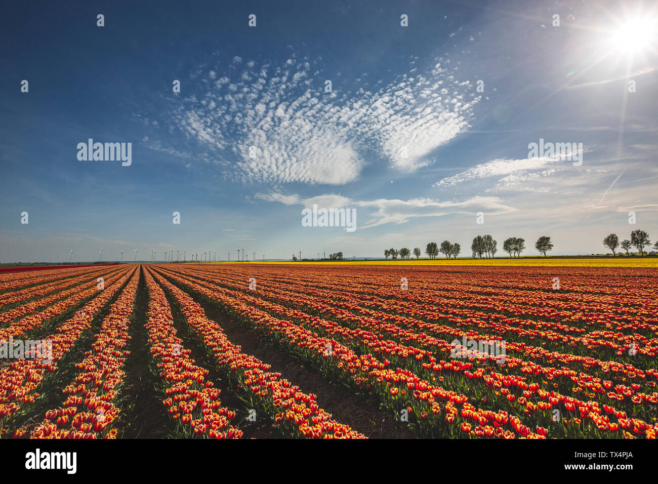 Germania, paesaggio con campi di tulipani Foto Stock