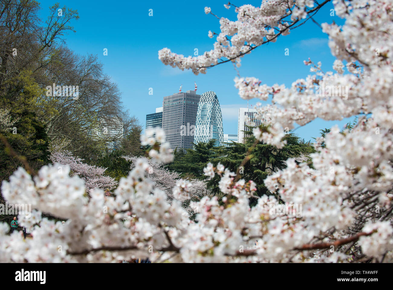 Giappone, Tokyo, la fioritura dei ciliegi a Shinjuku GYO-en Park con moderni grattacieli in background Foto Stock