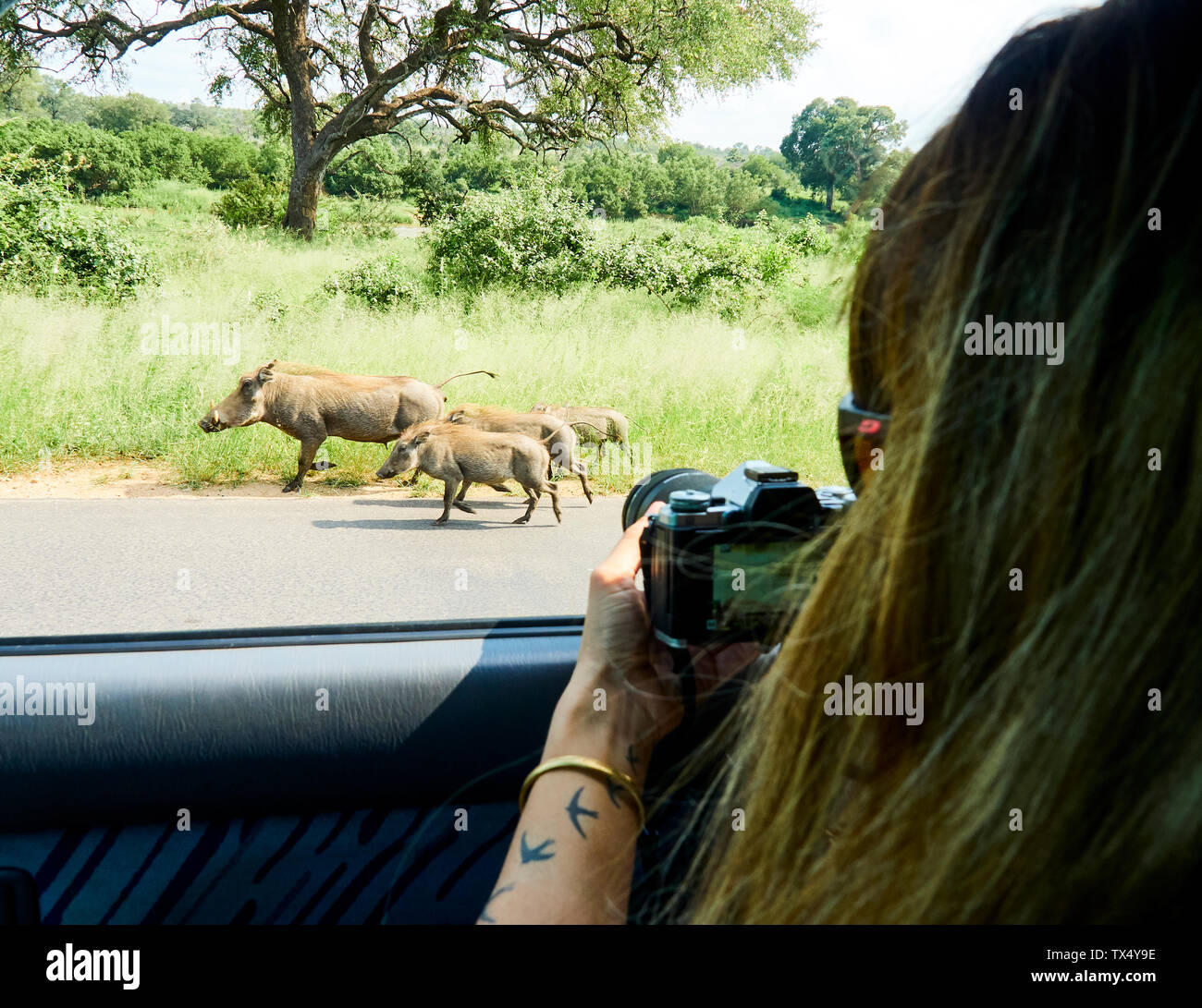 Sud Africa - Mpumalanga Kruger National Park, donna di scattare una foto di famiglia di facoceri al di fuori di un automobile Foto Stock