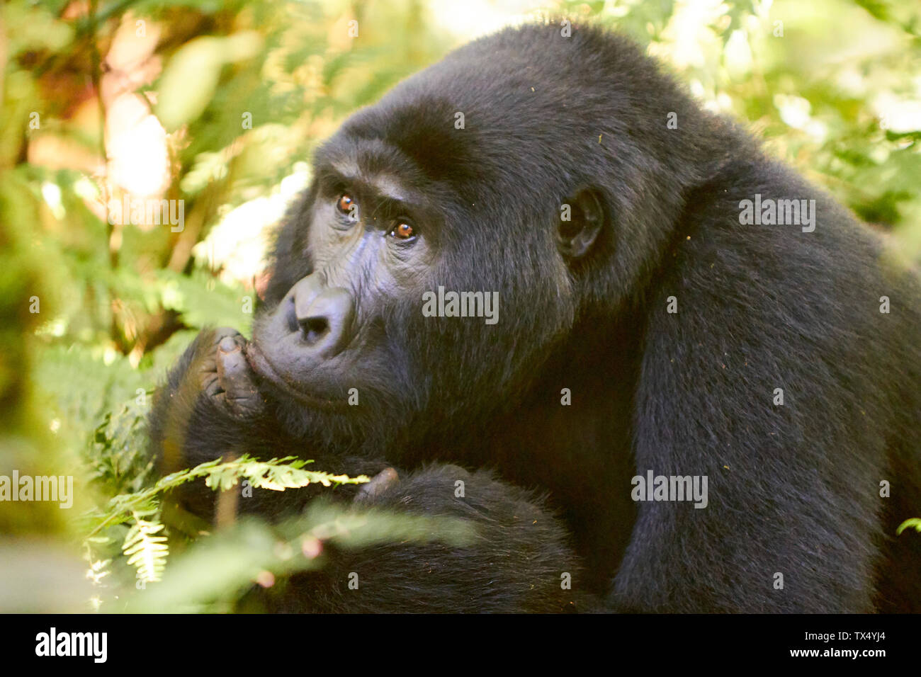 Africa, Uganda, Foresta impenetrabile di Bwindi, Gorilla nella foresta Foto Stock