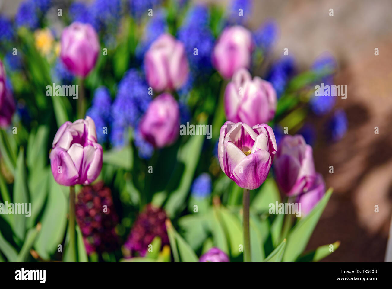 Multi campo colorato di rosso, giallo, viola scuro e bianco i tulipani di Tulip Festival. Immagine utile per il web design e come sfondo del computer. Foto Stock