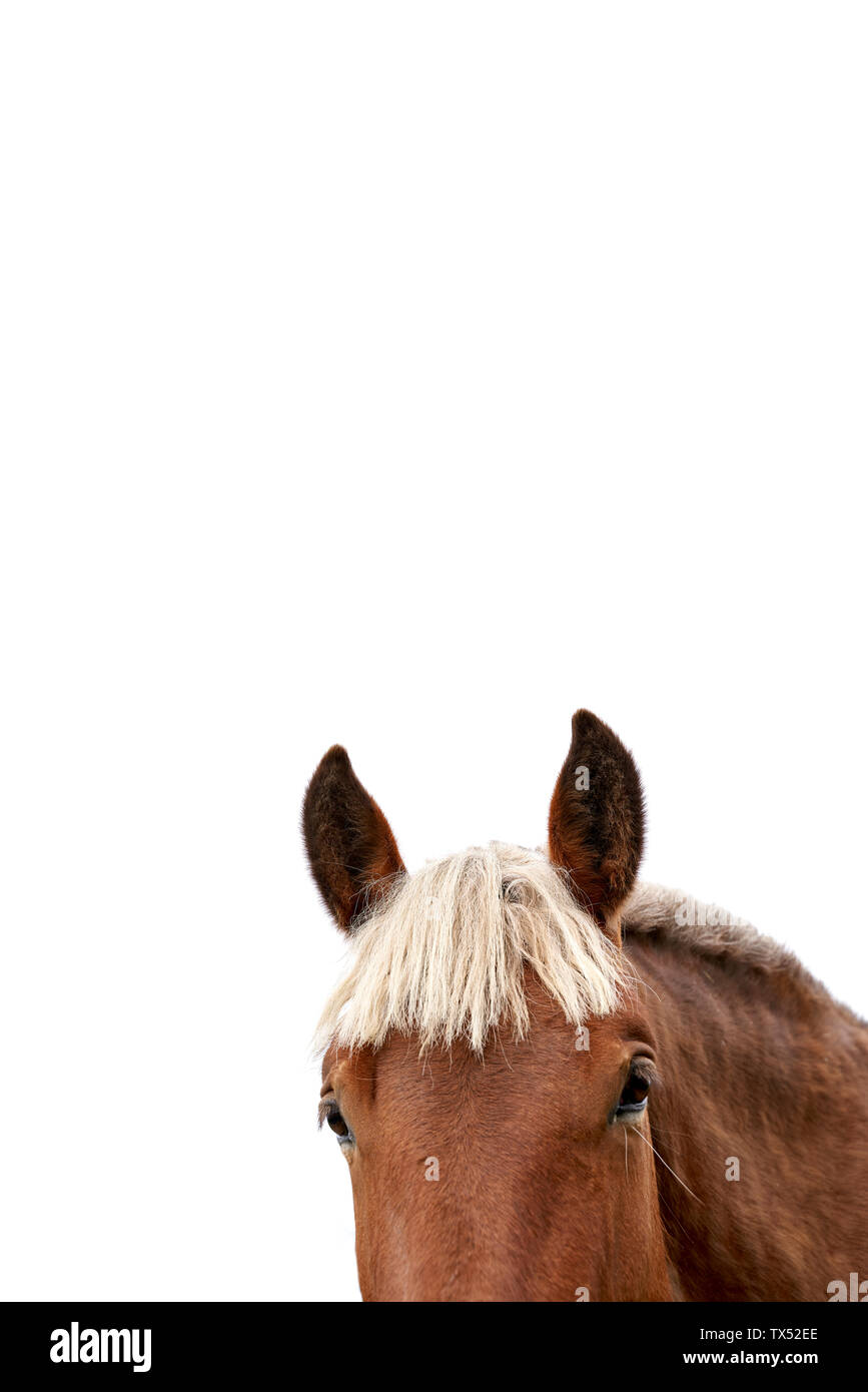 Testa di cavallo nella parte anteriore del fondo bianco, vista parziale Foto Stock