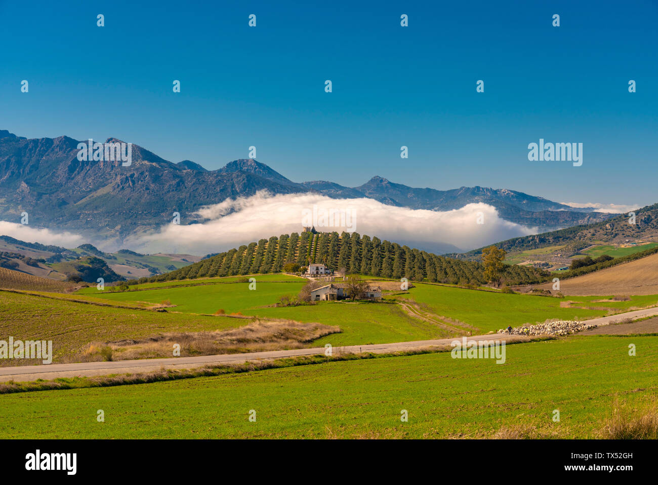Spagna, Andalusia, provincia di Malaga, Verde paesaggio vicino a Ronda con case coloniche, pecore Foto Stock
