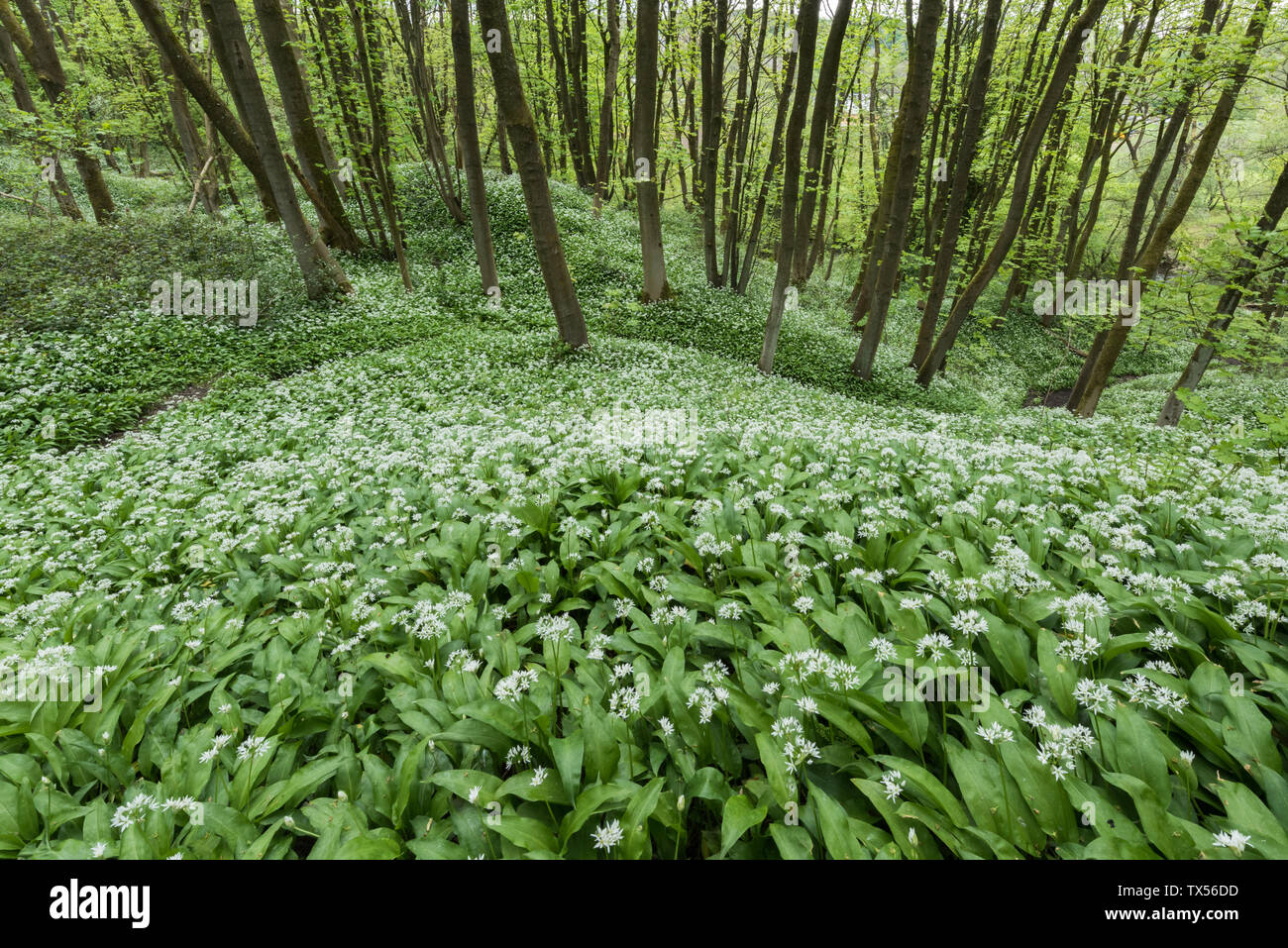 Aglio selvatico Allium ursinum nella copertura di un bosco in Inghilterra Foto Stock