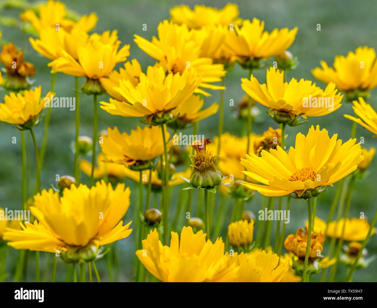 Mazzetto di giallo coreopsis grandiflora fiori Foto Stock