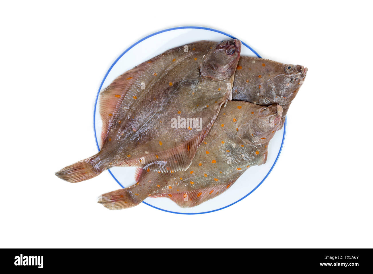 Tutta la passera di mare Pleuronettiformi in una piastra isolata su uno sfondo bianco. Foto Stock