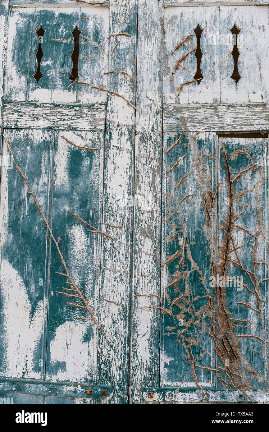 Due vecchie finestre chiuse con edera a secco su una casa in legno. Background e texture Foto Stock