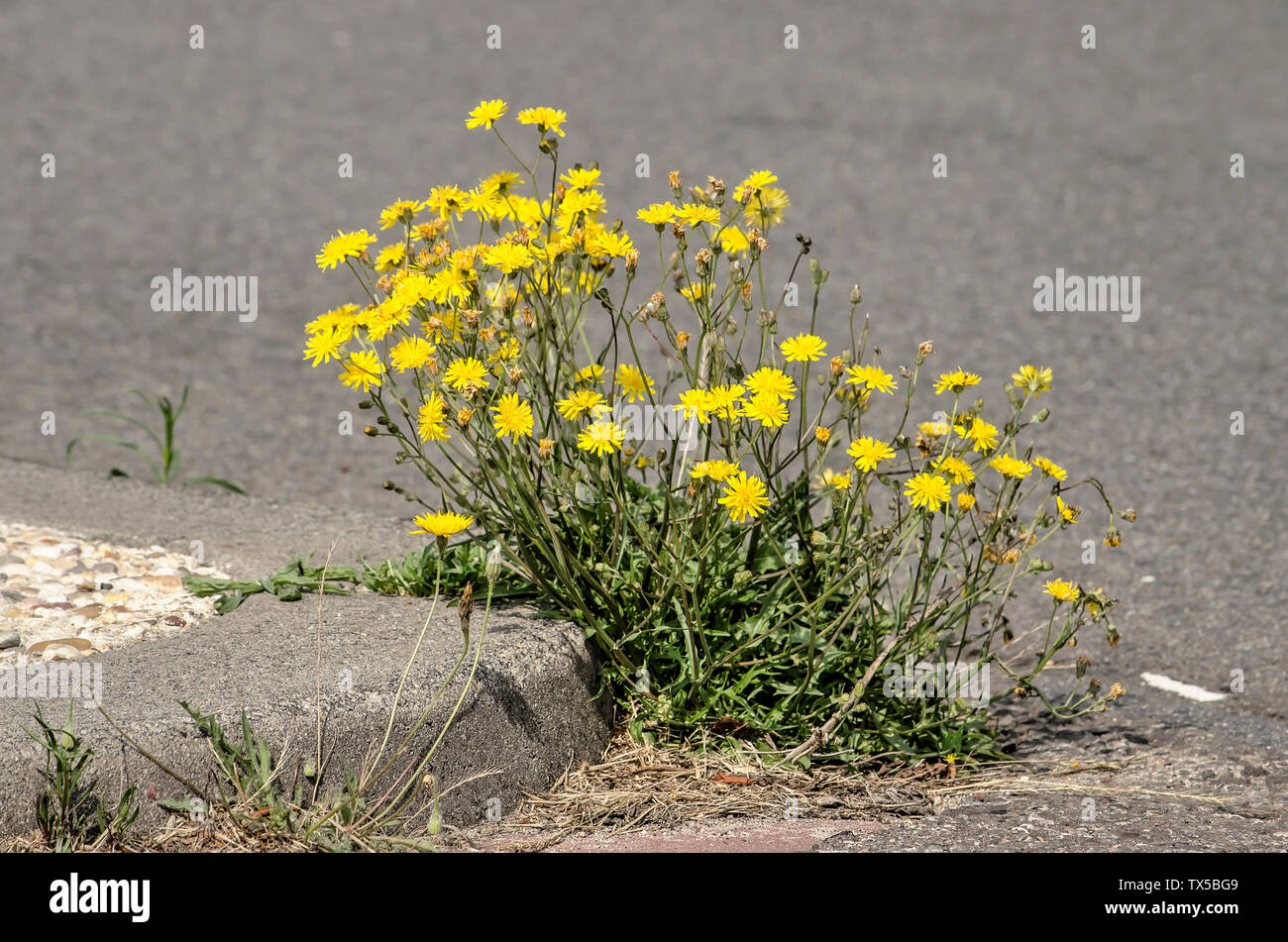 Fiori gialli di sow thistle crescere tra asfalto e sassosi bordo stradale Foto Stock