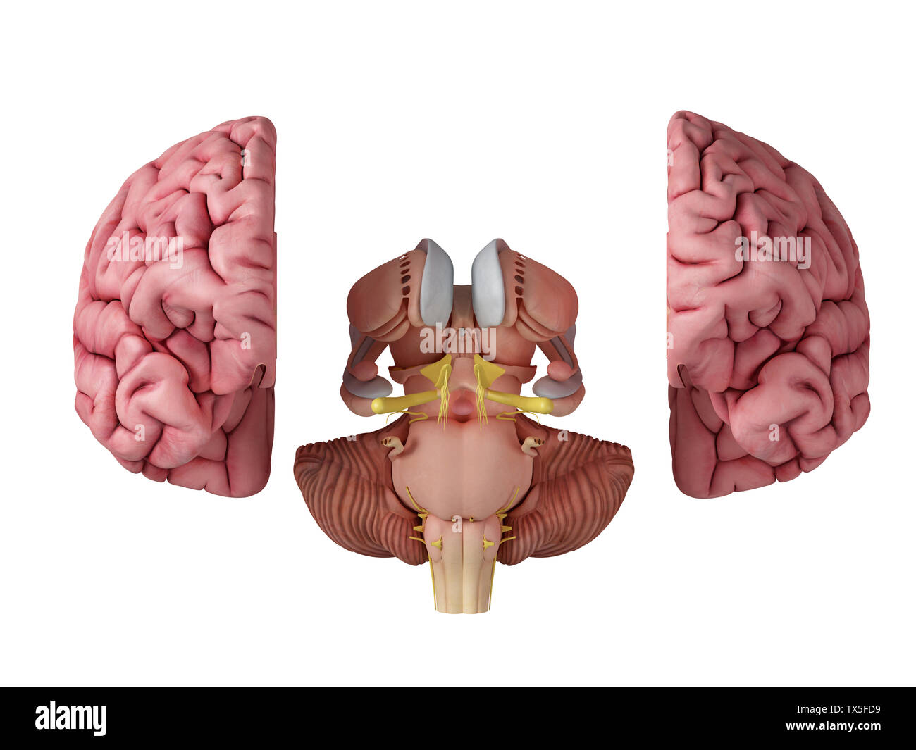 3D Rendering accurato dal punto di vista medico illustrazione del cervello anatomia Foto Stock