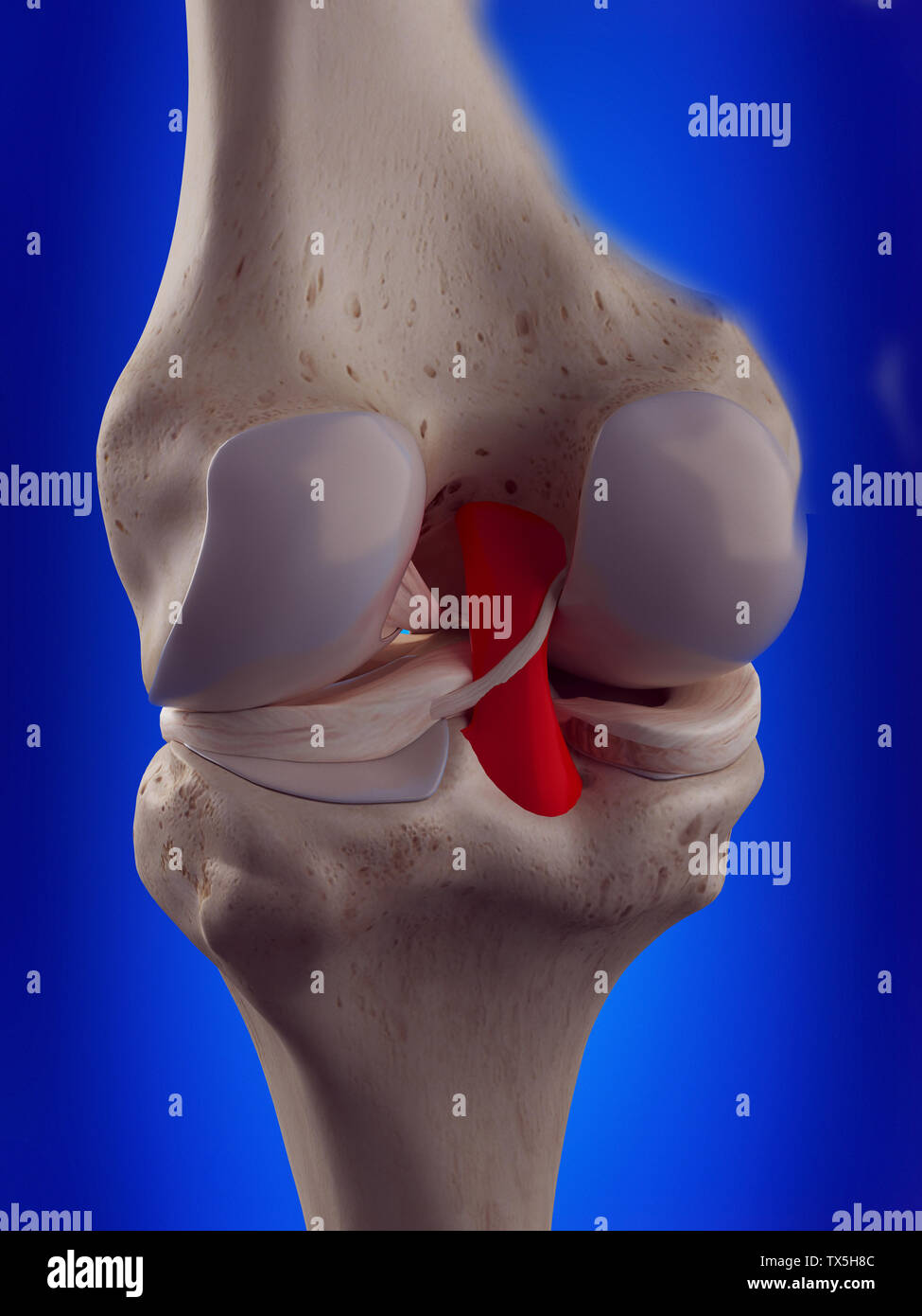 3D Rendering accurato dal punto di vista medico illustrazione del legamento crociato posteriore Foto Stock