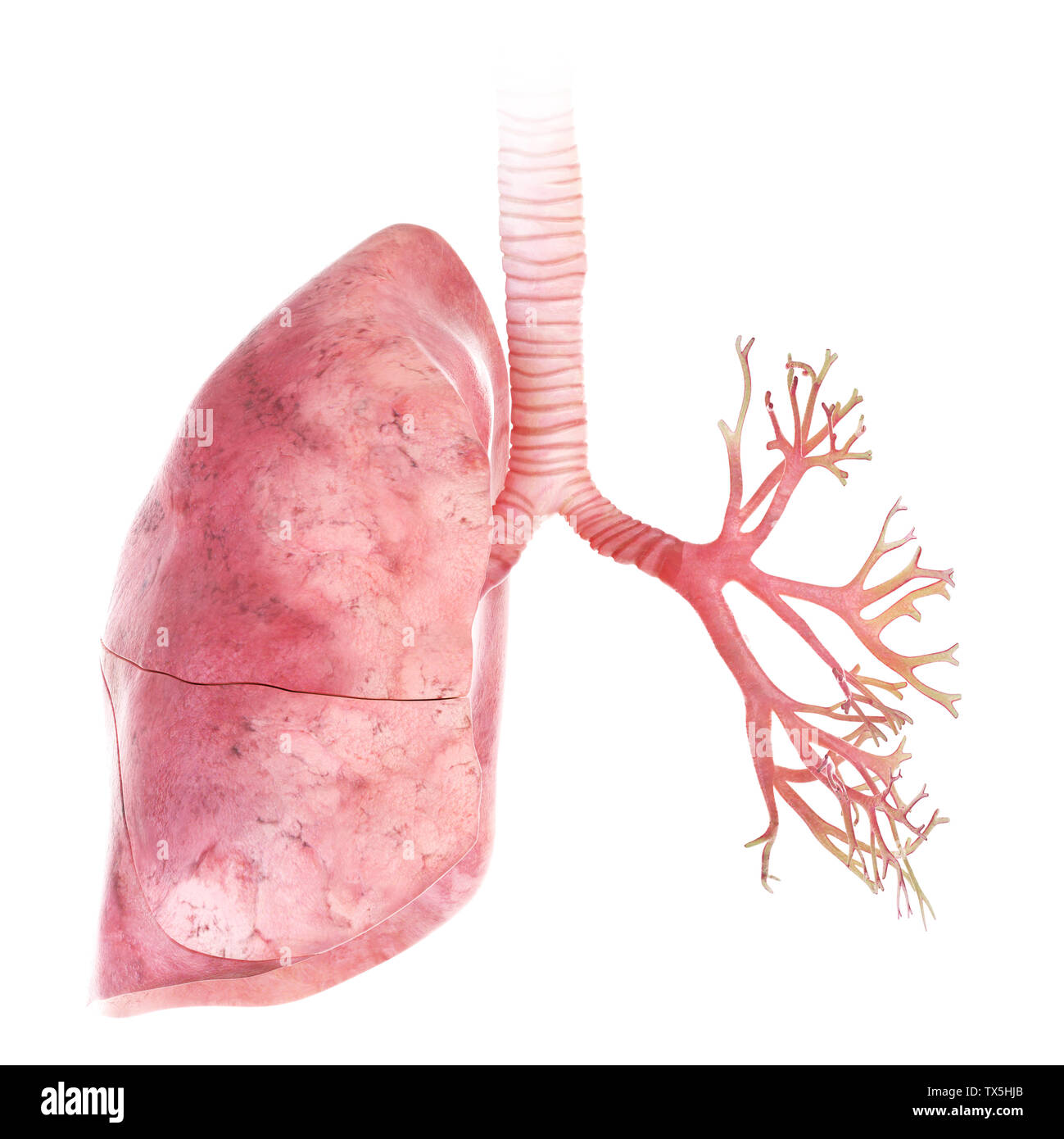 3D Rendering accurato dal punto di vista medico illustrazione del polmone e dei bronchi Foto Stock