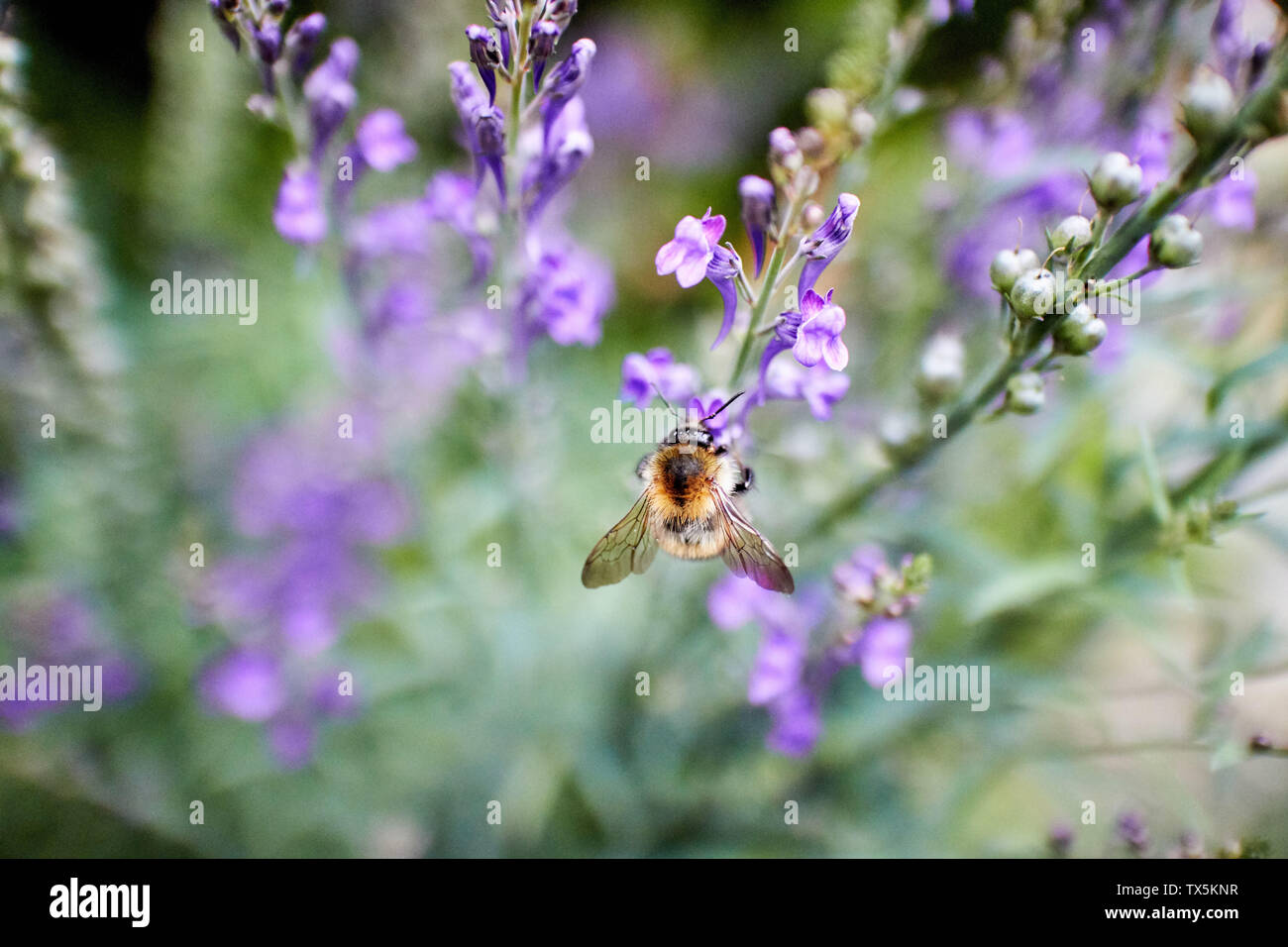Close up di un miele delle api alimentazione su Lupin (Lupinus) fiore. Foto Stock