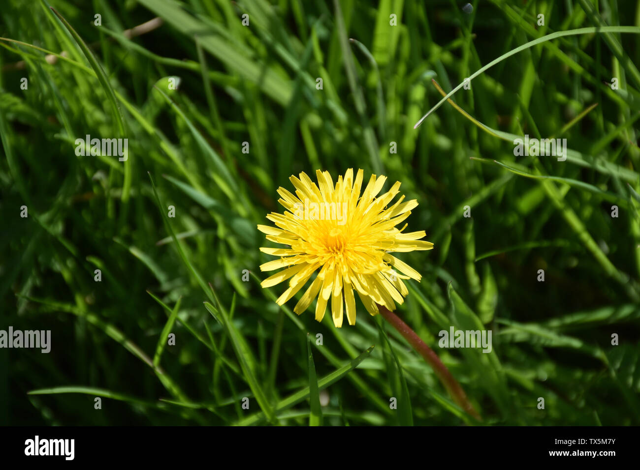 Lone fiore giallo tarassaco tra alte erba verde. Foto Stock