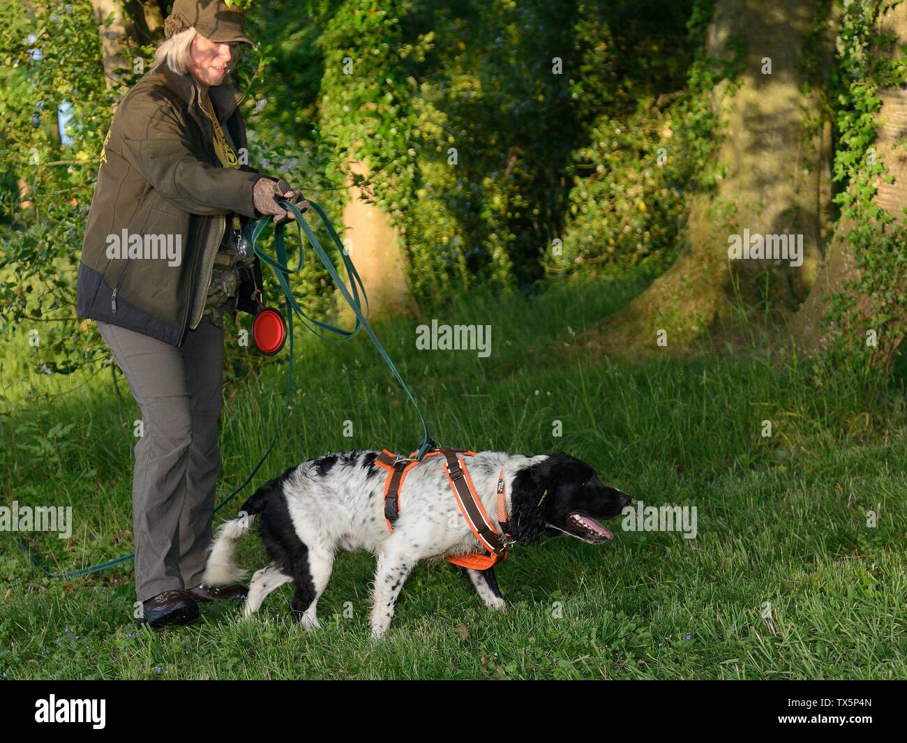 Sniffer cane alla ricerca di riccio (Erinaceus europaeus) nascosta in nidi Hartpury University, Gloucestrshire, UK, Giugno. Foto Stock