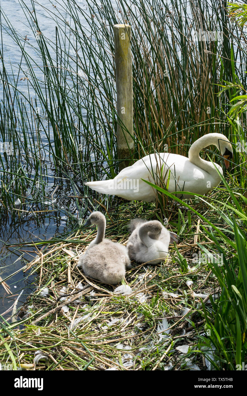 Due cygnets con la madre cigno sul nido Milton country park Cambridge 2019 Foto Stock