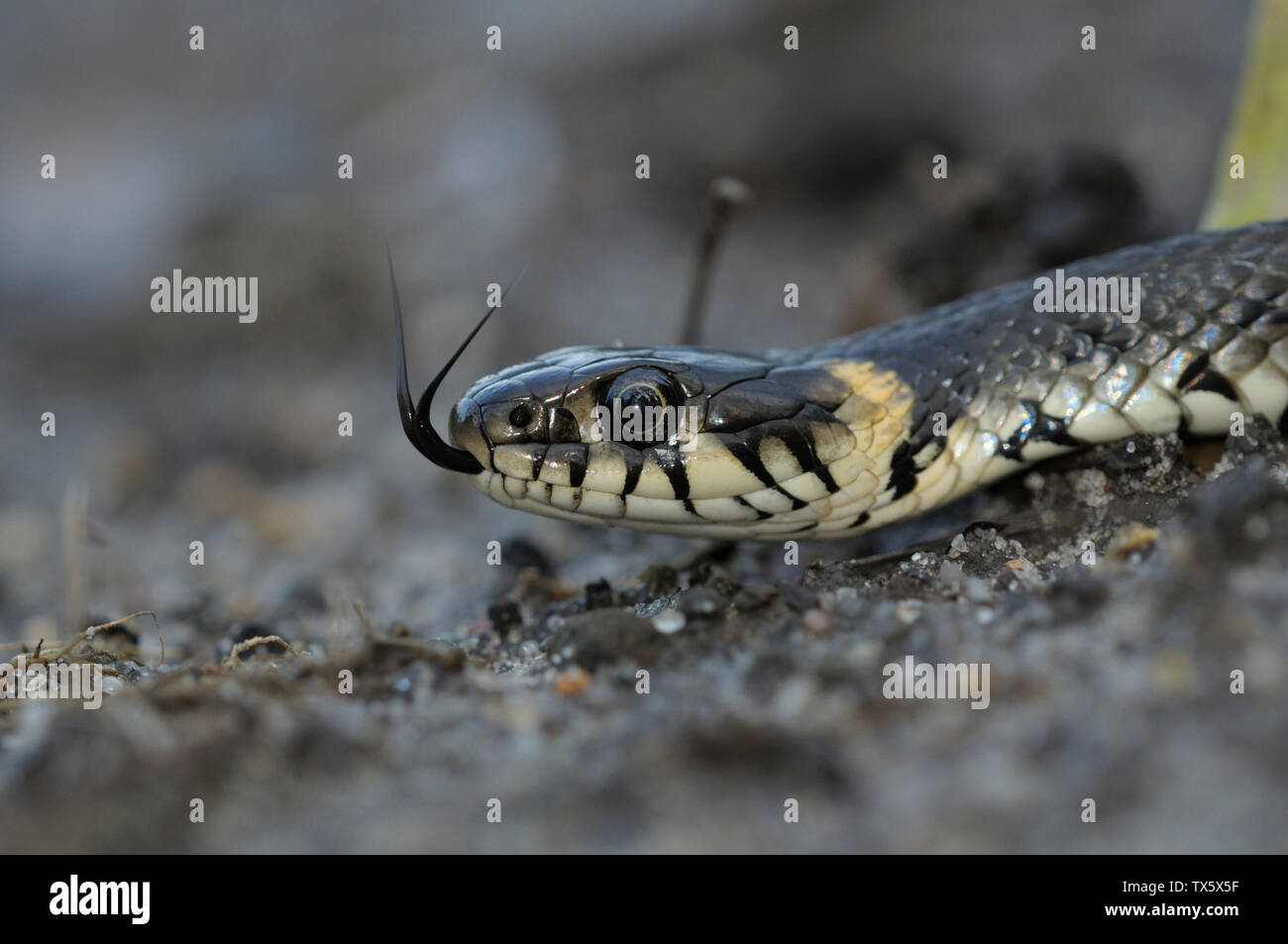 Biscia giacente su di una pietra Foto Stock