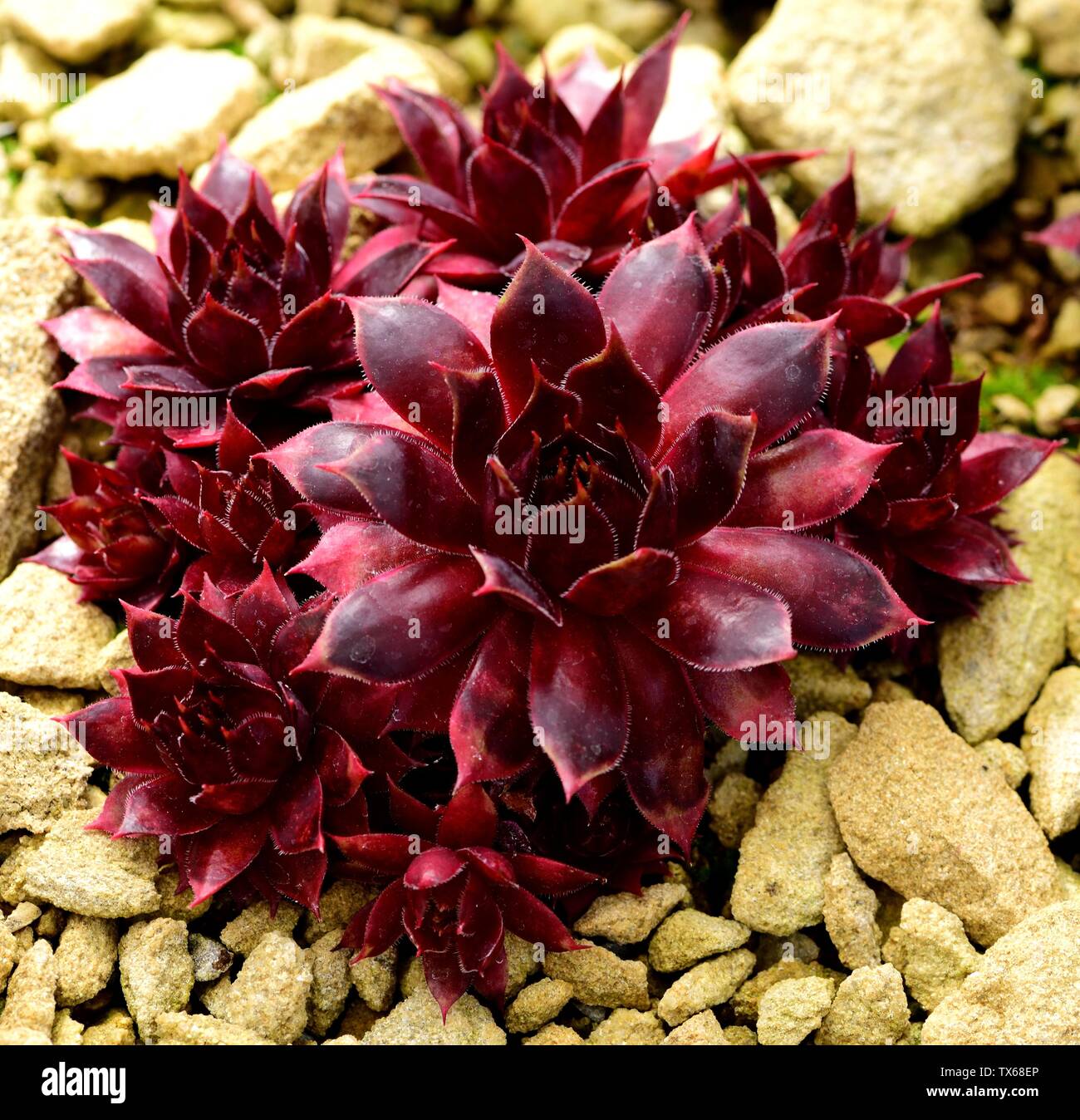 Primo piano di un rosone di Sempervivum diavolo rosso. Foto Stock