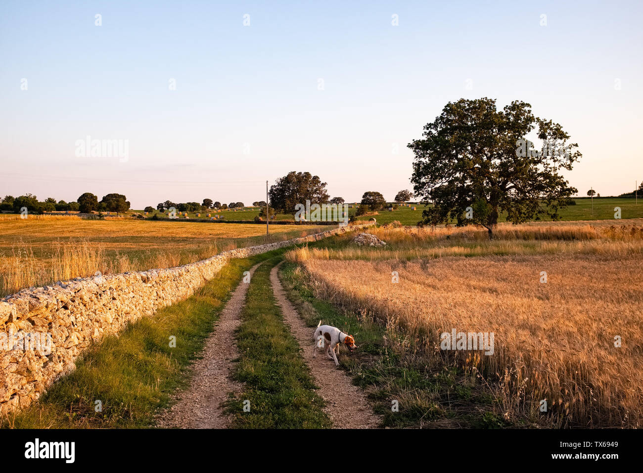 Incredibile tramonto sulla campagna con il cane. Regione Puglia, Italia Foto Stock