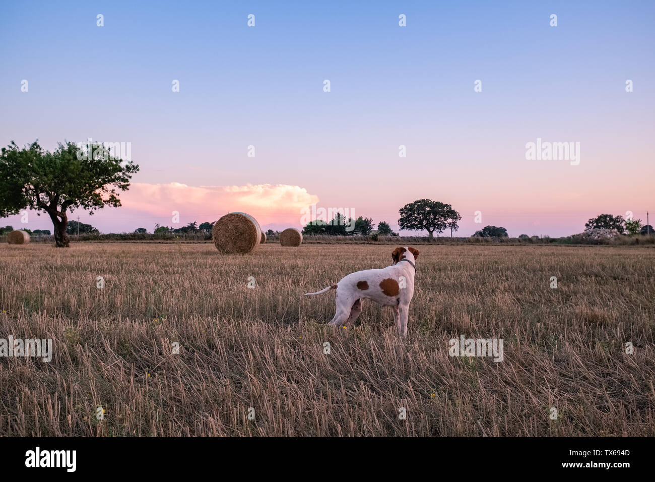 Incredibile tramonto sulla campagna con il cane. Regione Puglia, Italia Foto Stock