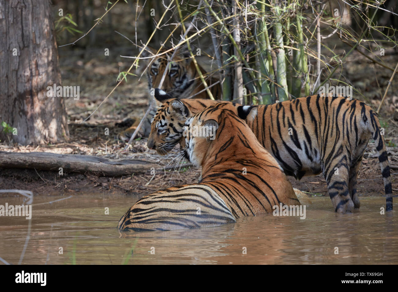 Maya Tigre famiglia di raffreddamento nel risolvere acqua del monsone, Tadoba, India. Foto Stock