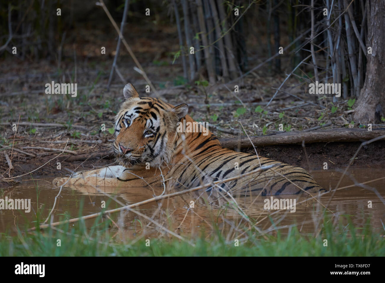 Matkasur enorme tigre maschio a Tadoba foresta. Foto Stock