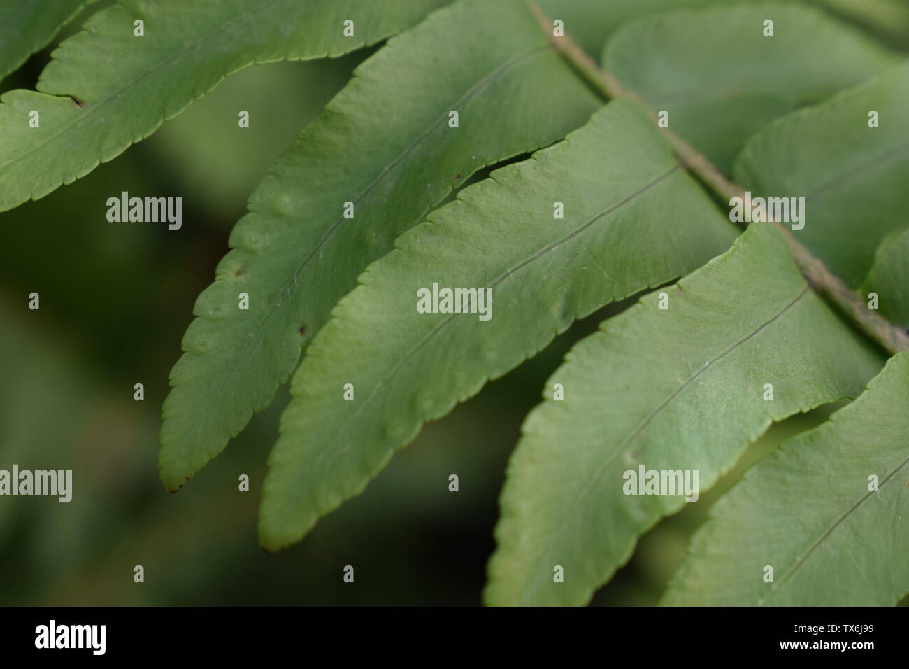 Foto macro, Verde Felce. Close-up di foglie. Sfondo di botanica Foto Stock