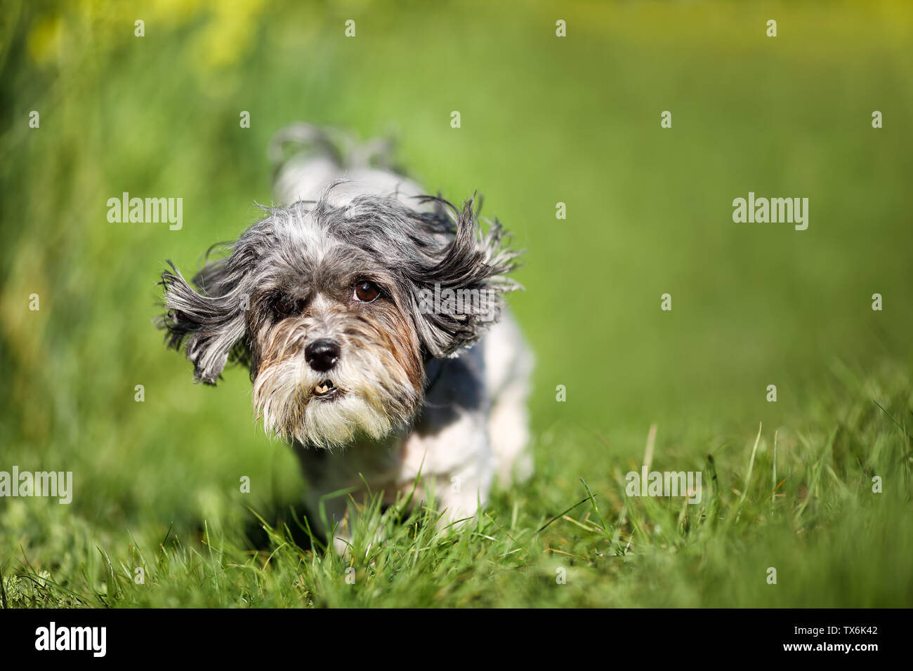 Close up di simpatici e divertenti Bichon Havanese cani con orecchie volanti in esecuzione su un prato verde. Spazio di copia, offuscata sfondo naturale Foto Stock
