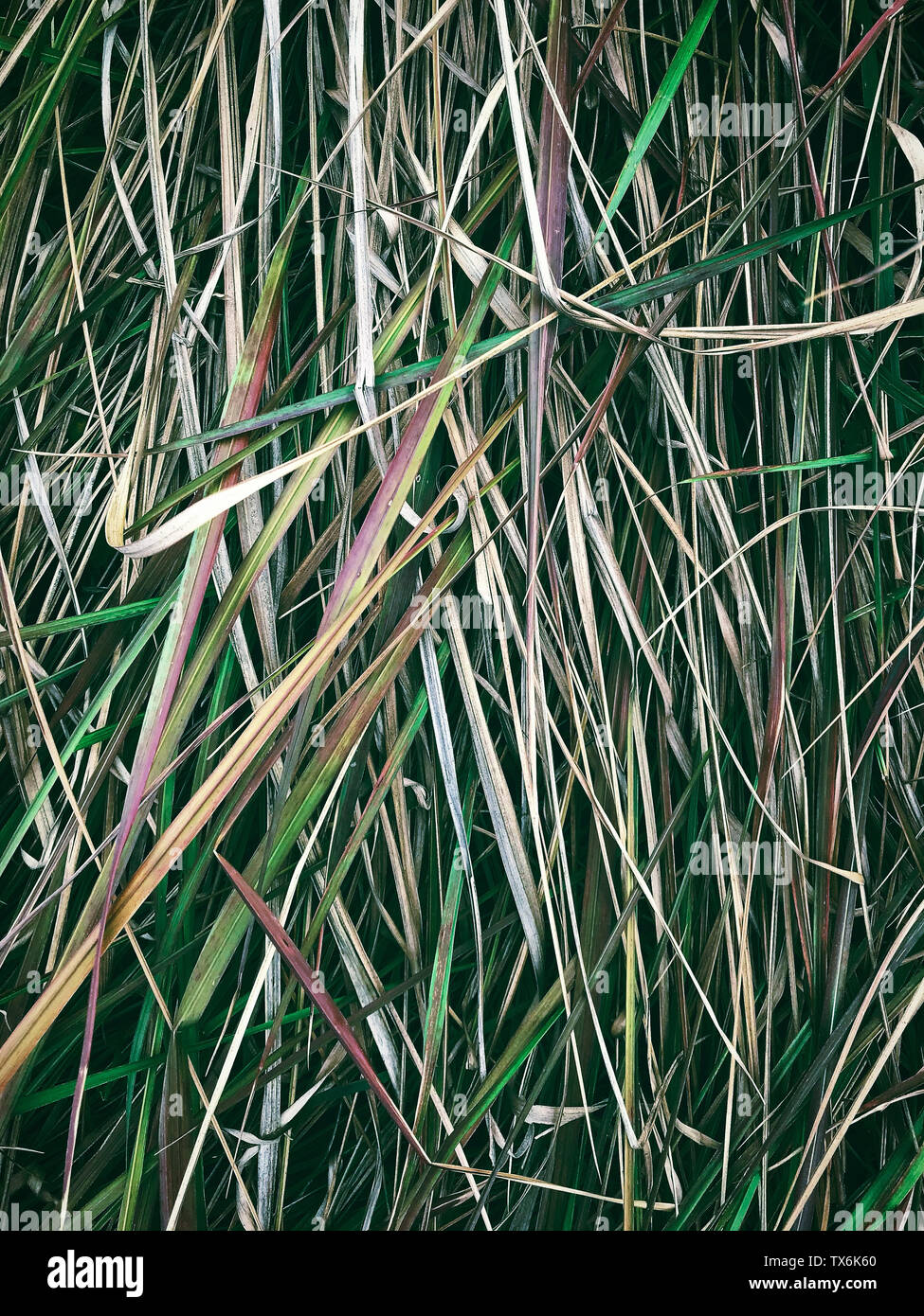 Autunno erba lussureggiante texture Foto Stock