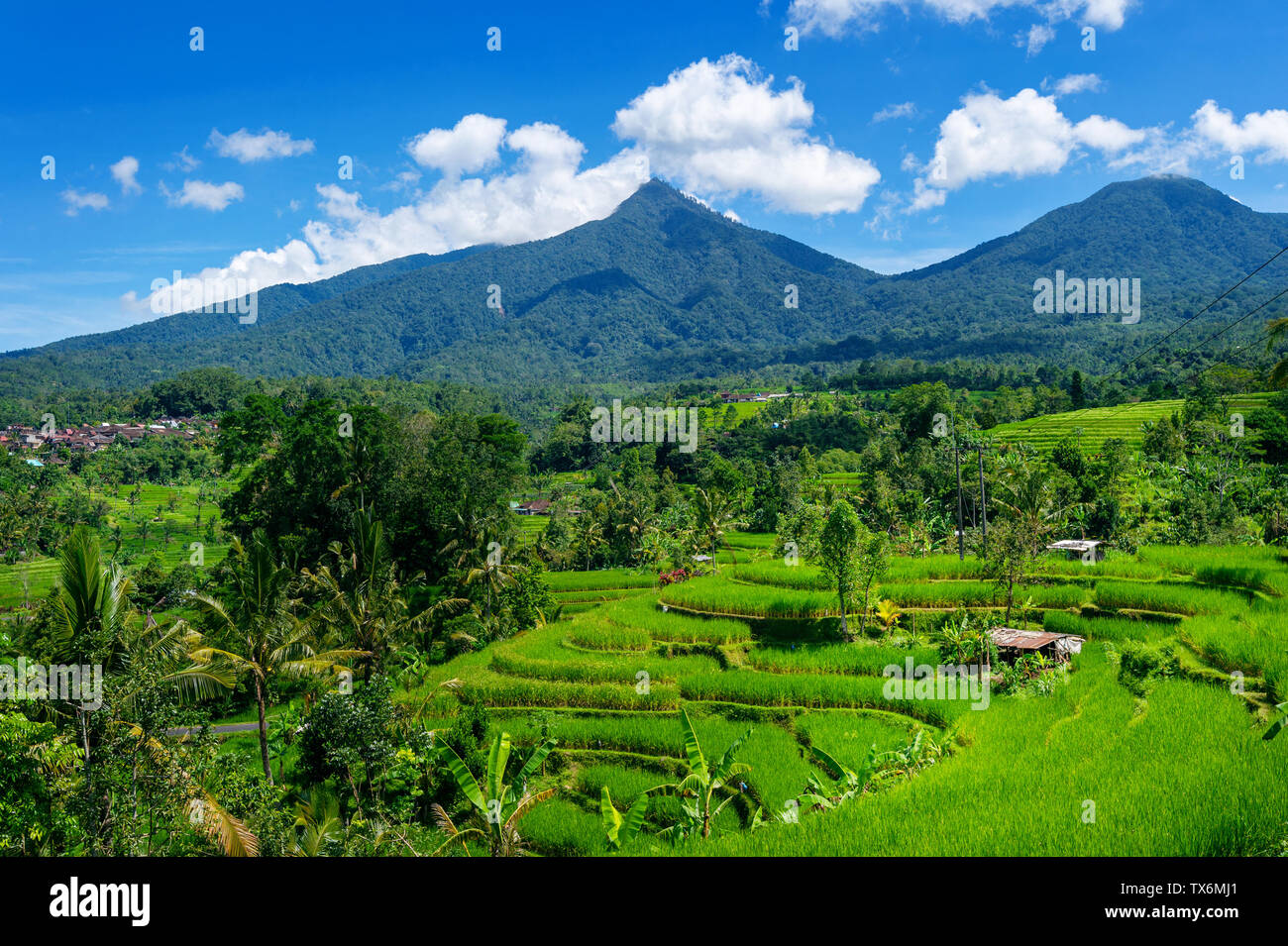 Terrazza di riso in isola di Bali, Indonesia. Foto Stock