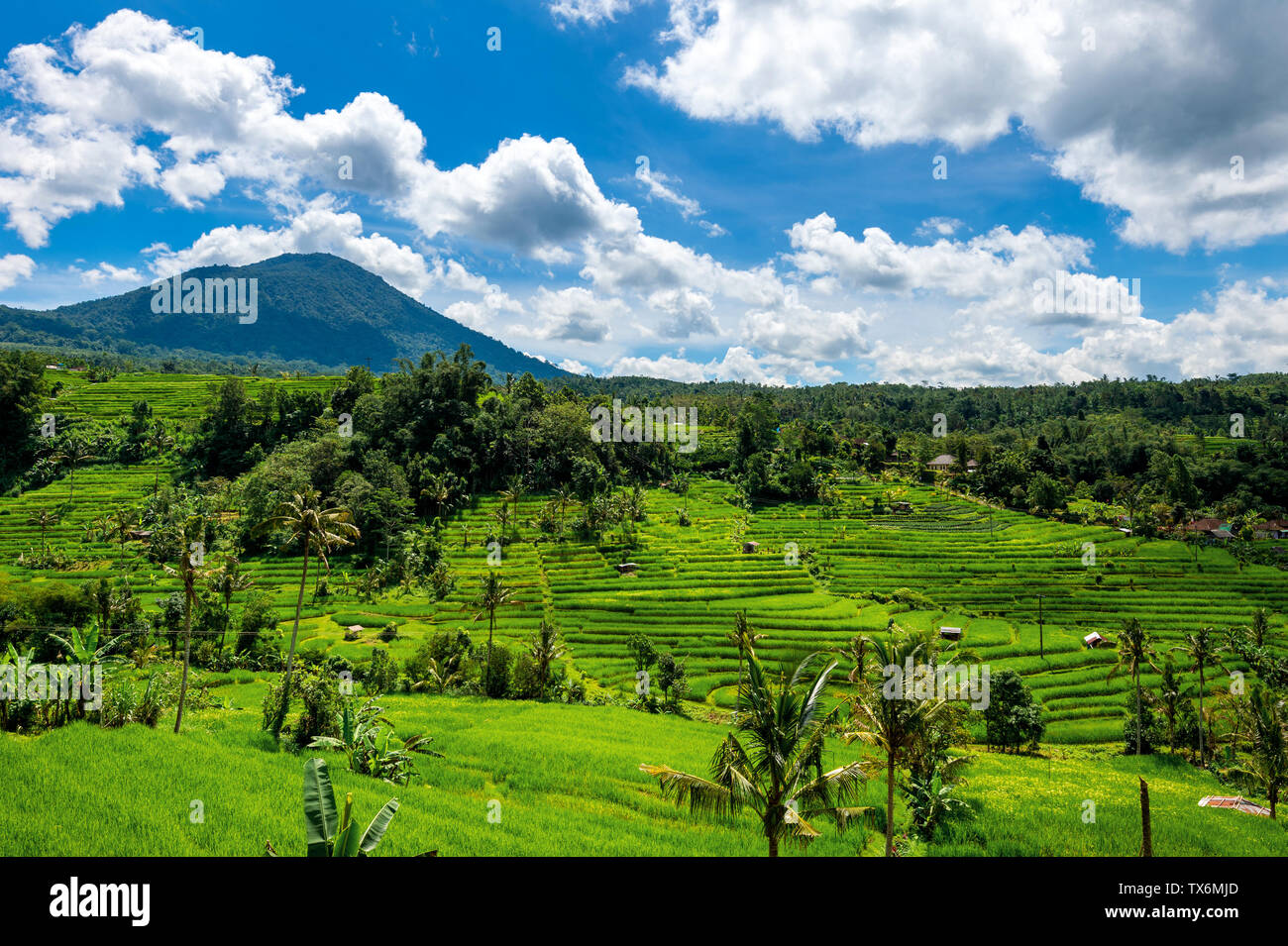 Terrazza di riso in isola di Bali, Indonesia. Foto Stock