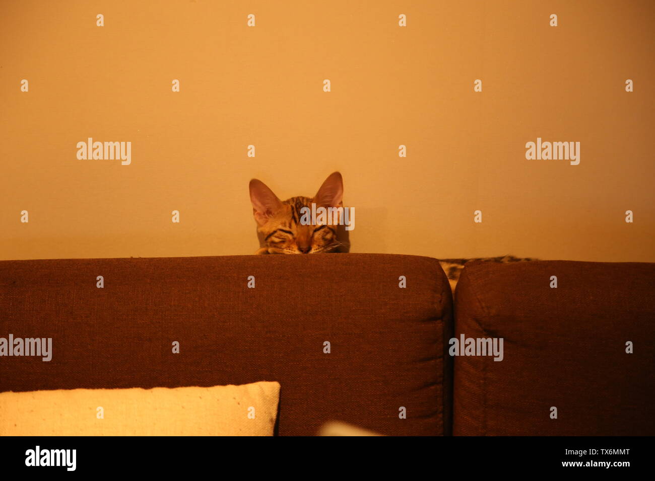 Gatti. Foto Stock